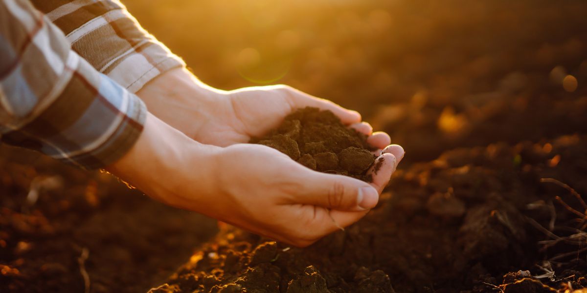 a close up image of a man holding a handful of soil 
