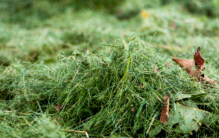 Image of grass clippings sitting on lawn