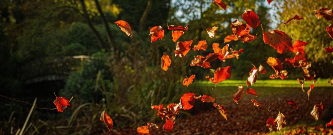 Orange leaves mid-air as they fall from the tree in autumn