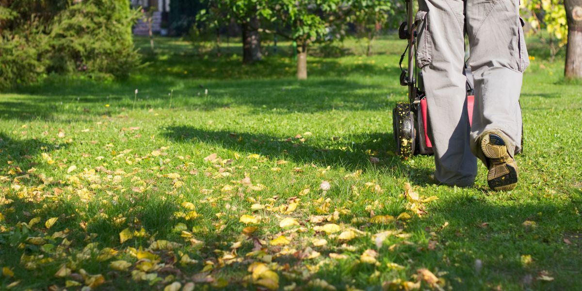 Man mowing lawn in early fall with a walk-behind mower